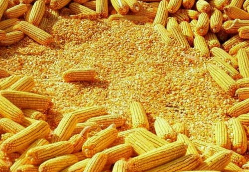 玉米加工工序及流程,玉米能加工成什么
